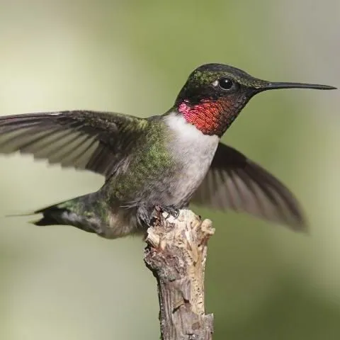 thumbnail for publication: Hummingbirds of Florida